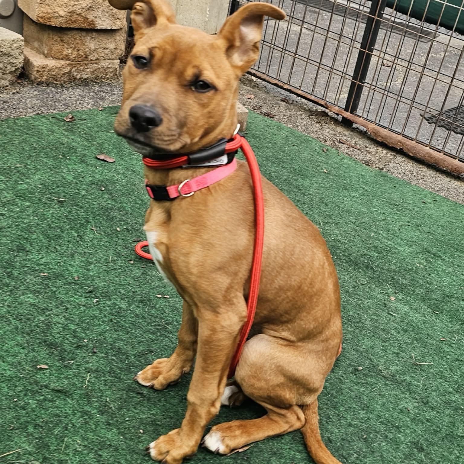 Tinka, adopted, Young Female Chihuahua & Pit Bull Terrier.