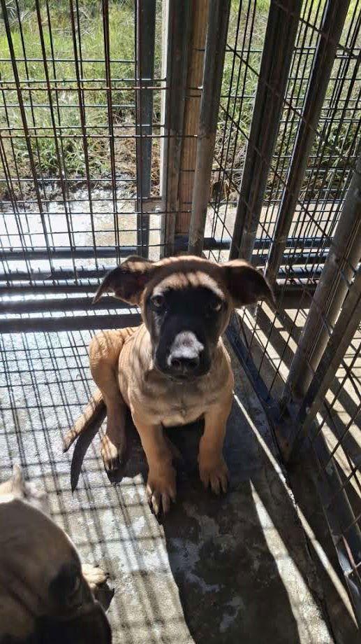 SANDY, Adoptable, Young Female Belgian Shepherd / Malinois.