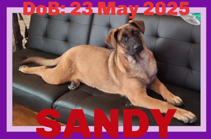 SANDY, Adoptable, Young Female Belgian Shepherd / Malinois & Mastiff.