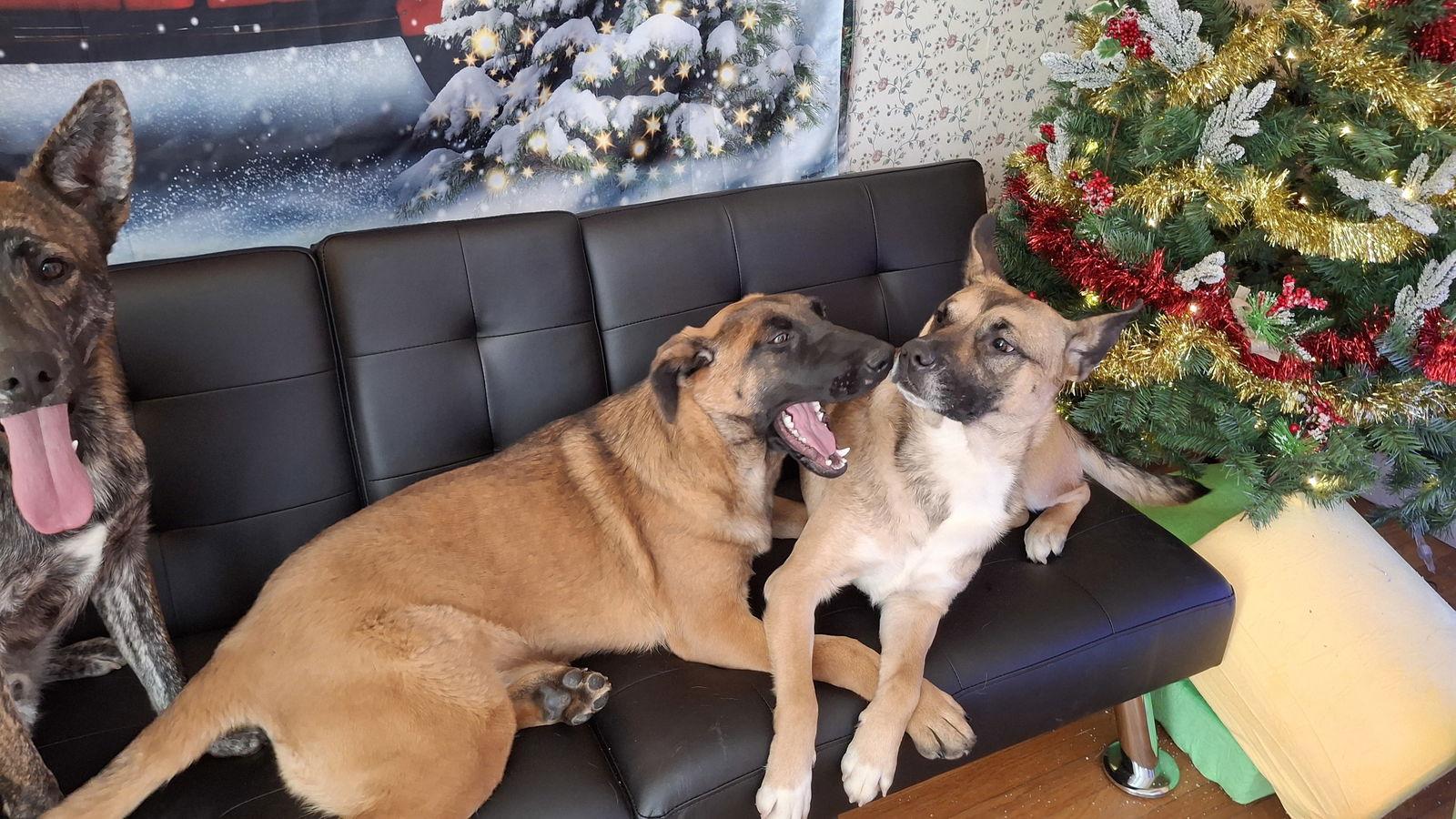 SANDY, a Adoptable German Shepherd Dog in Sebec, ME image 2/3