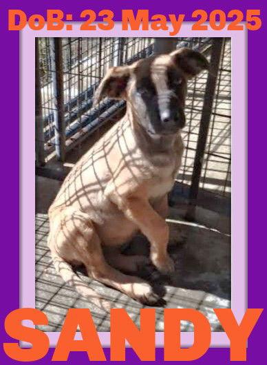 SANDY, Adoptable, Young Female Belgian Shepherd / Malinois.