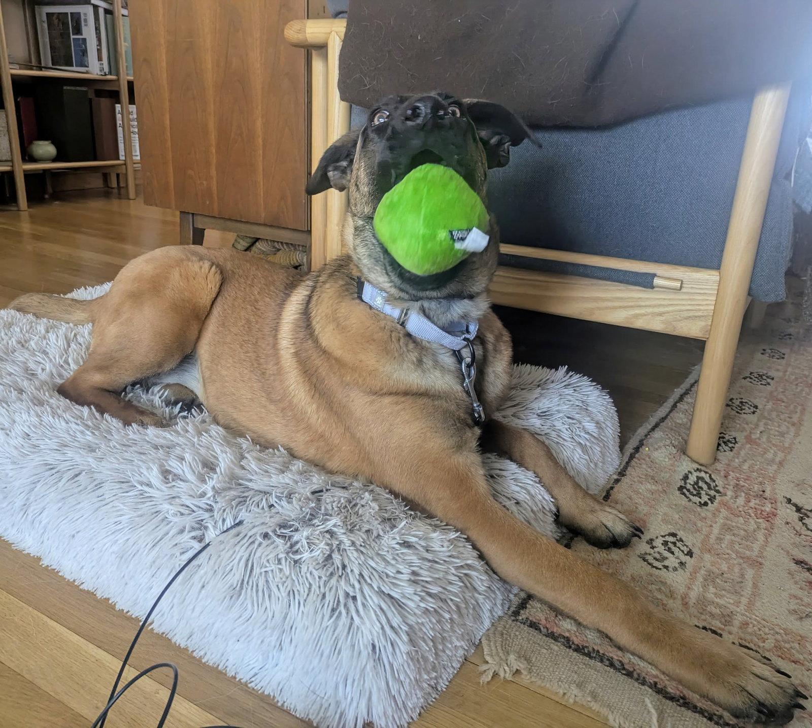 SANDY - Fostered in Southern Maine, Adoptable, Young Female German Shepherd Dog & Belgian Shepherd / Malinois.