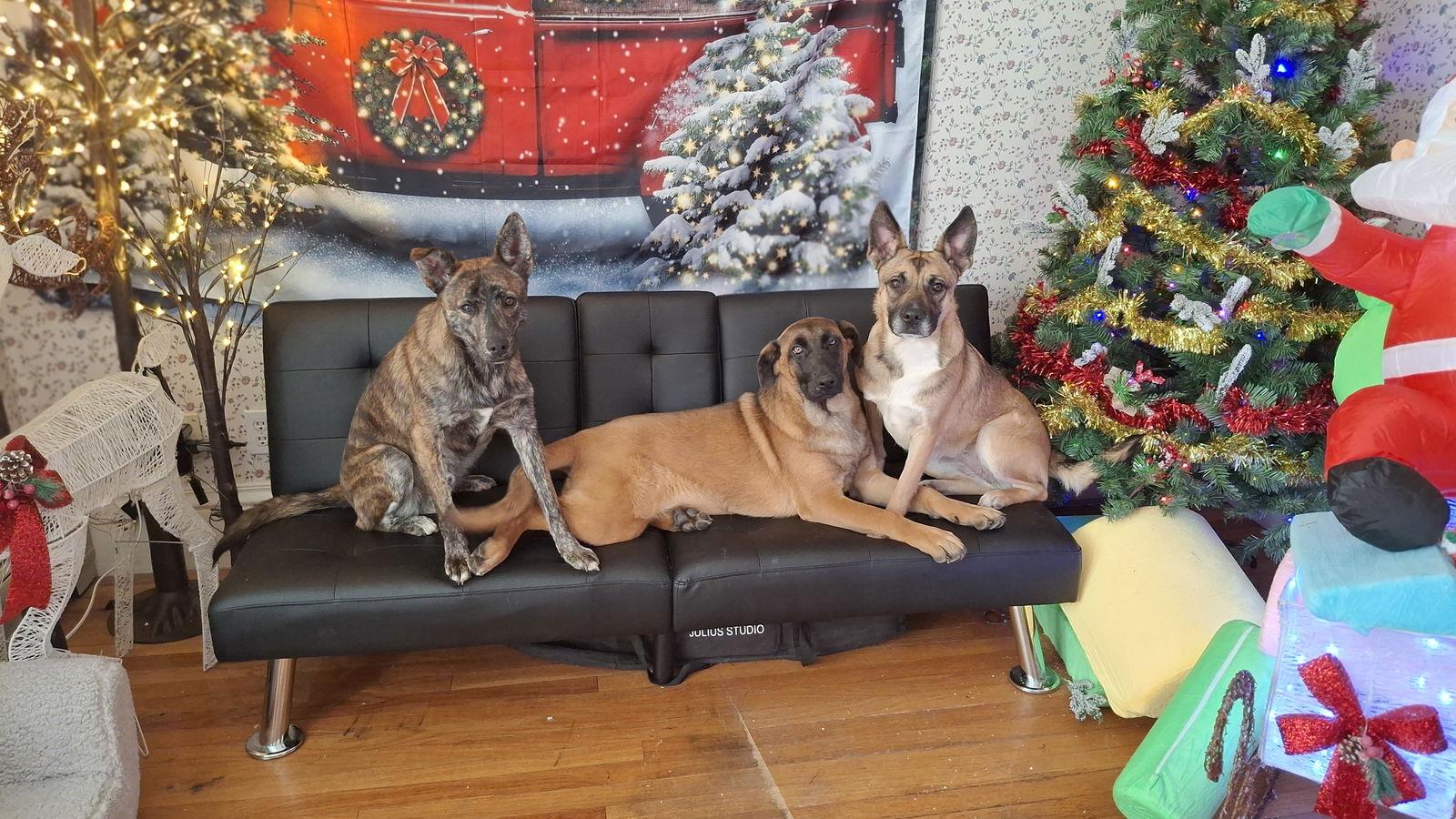 SANDY, a Adoptable German Shepherd Dog in Sebec, ME image 3/3