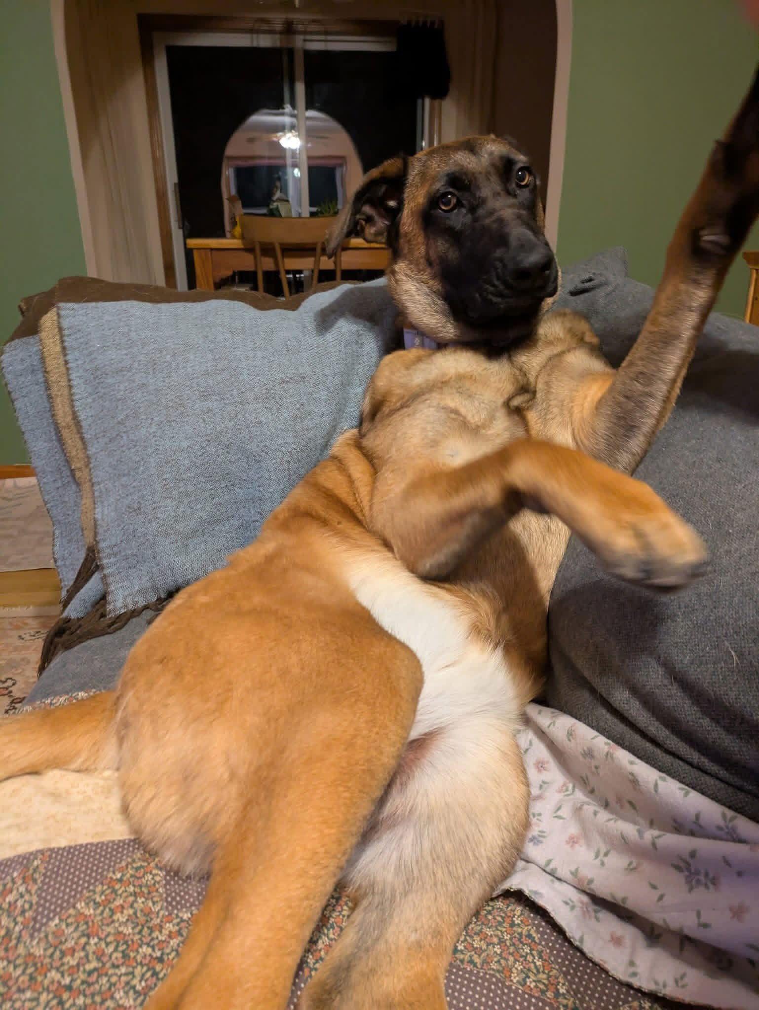 Enlarge SANDY - Fostered in Southern Maine, a Adoptable mixed breed in Sebec, ME image 1/4