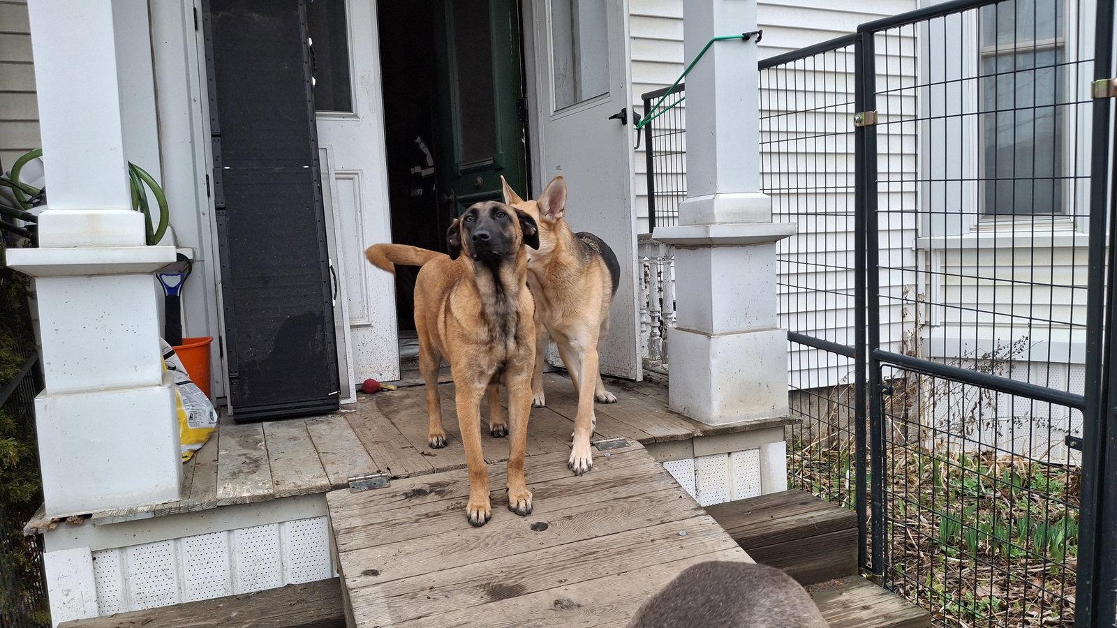 Enlarge SANDY, a Adoptable mixed breed in Sebec, ME image 1/3