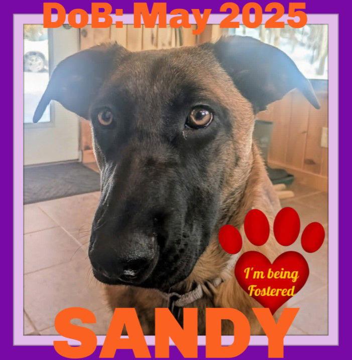 Enlarge SANDY - Fostered in Southern Maine, a Adoptable mixed breed in Sebec, ME image 2/4