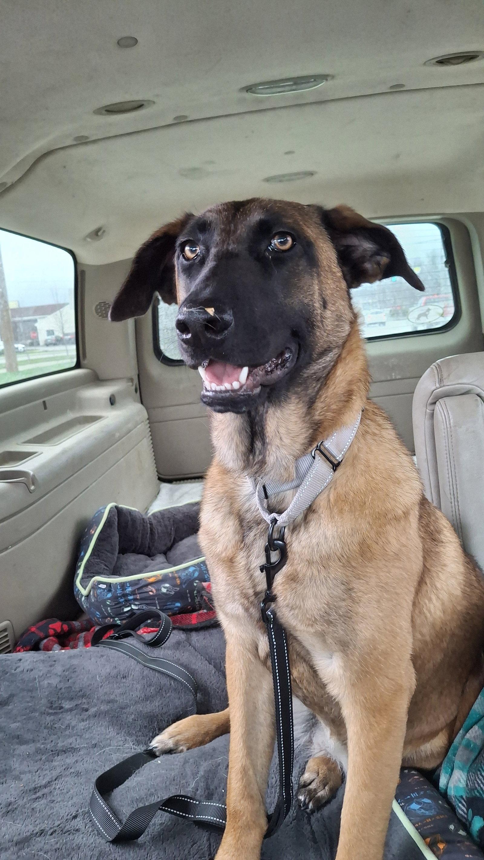 Enlarge SANDY, a Adoptable mixed breed in Sebec, ME image 2/3