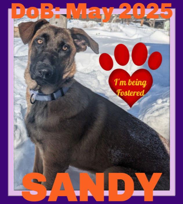 Enlarge SANDY - Fostered in Southern Maine, a Adoptable mixed breed in Sebec, ME image 3/4