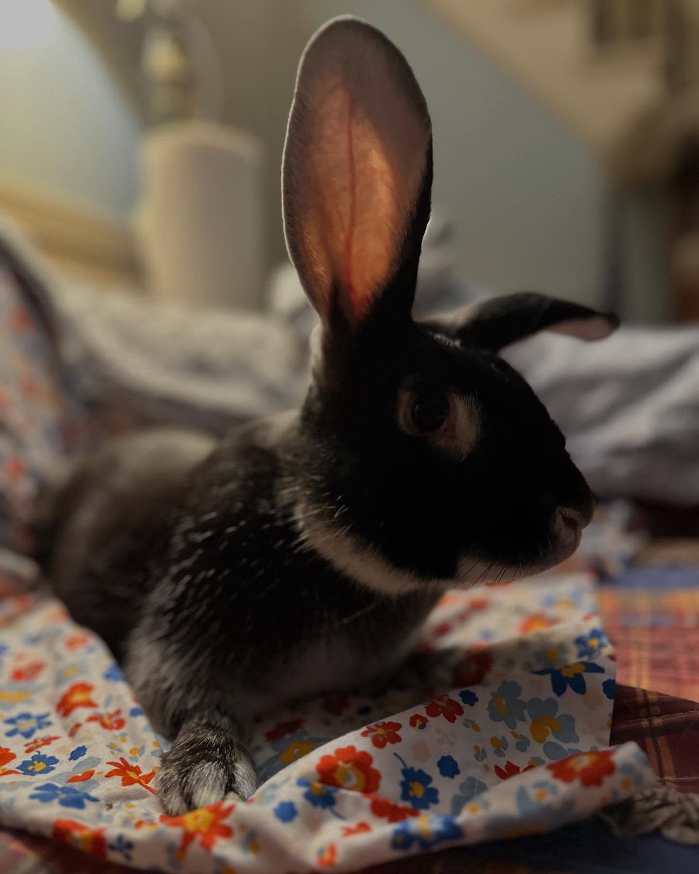 Rigby, Adoptable, Adult Male Bunny Rabbit.