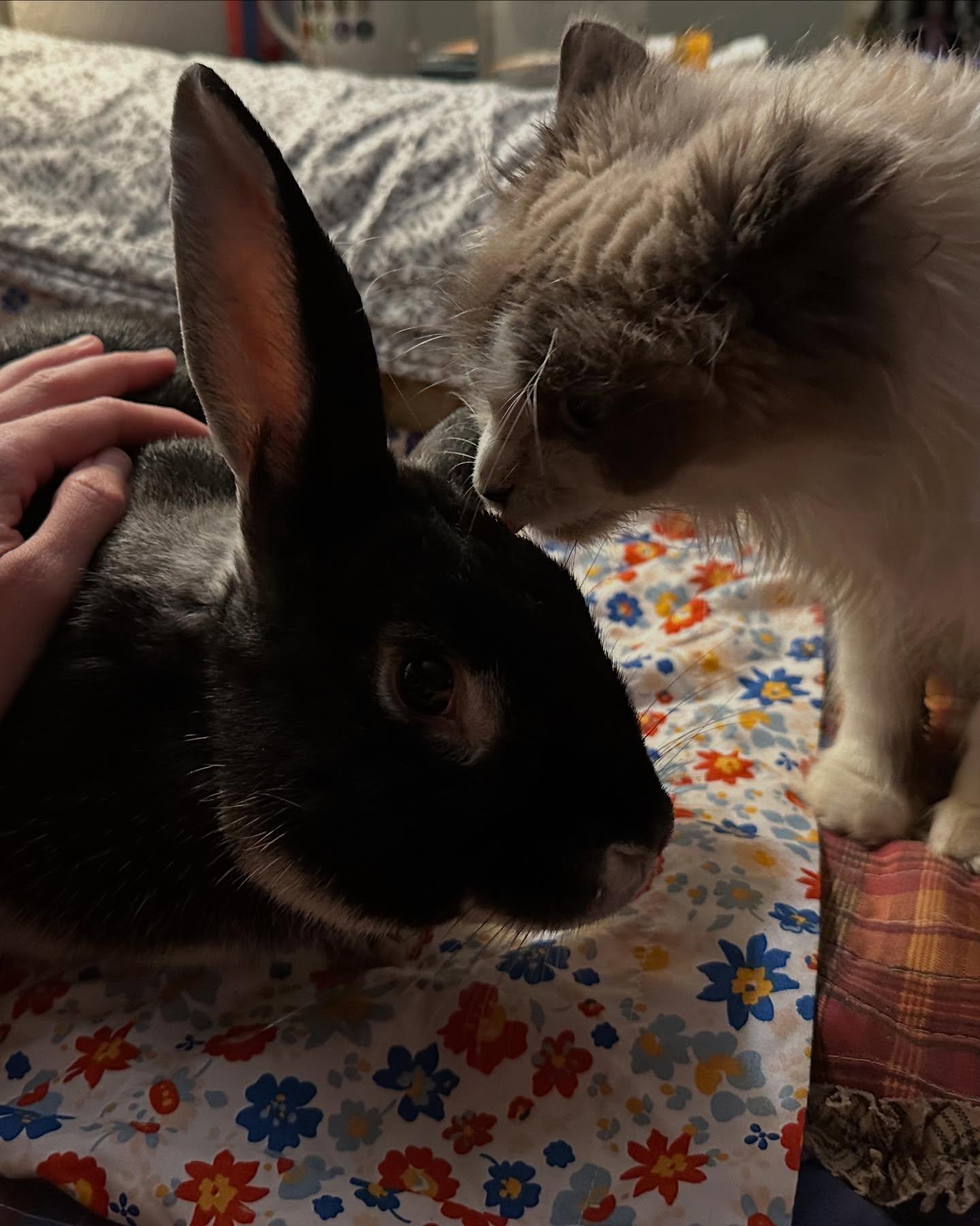 Enlarge Rigby, a Adoptable mixed breed in Portland, ME image 2/5