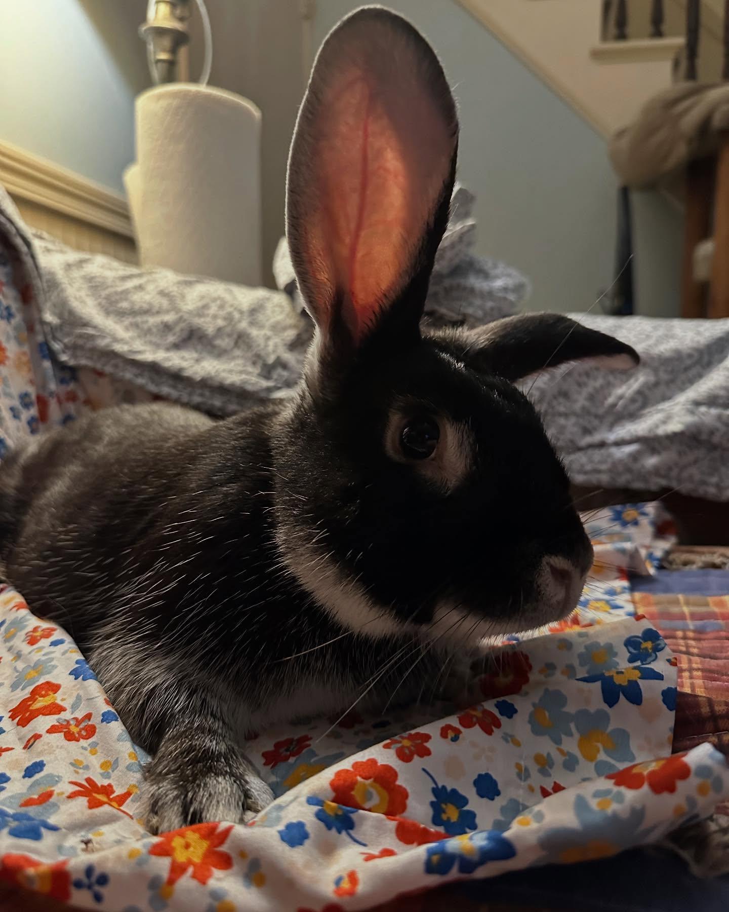 Enlarge Rigby, a Adoptable mixed breed in Portland, ME image 3/5