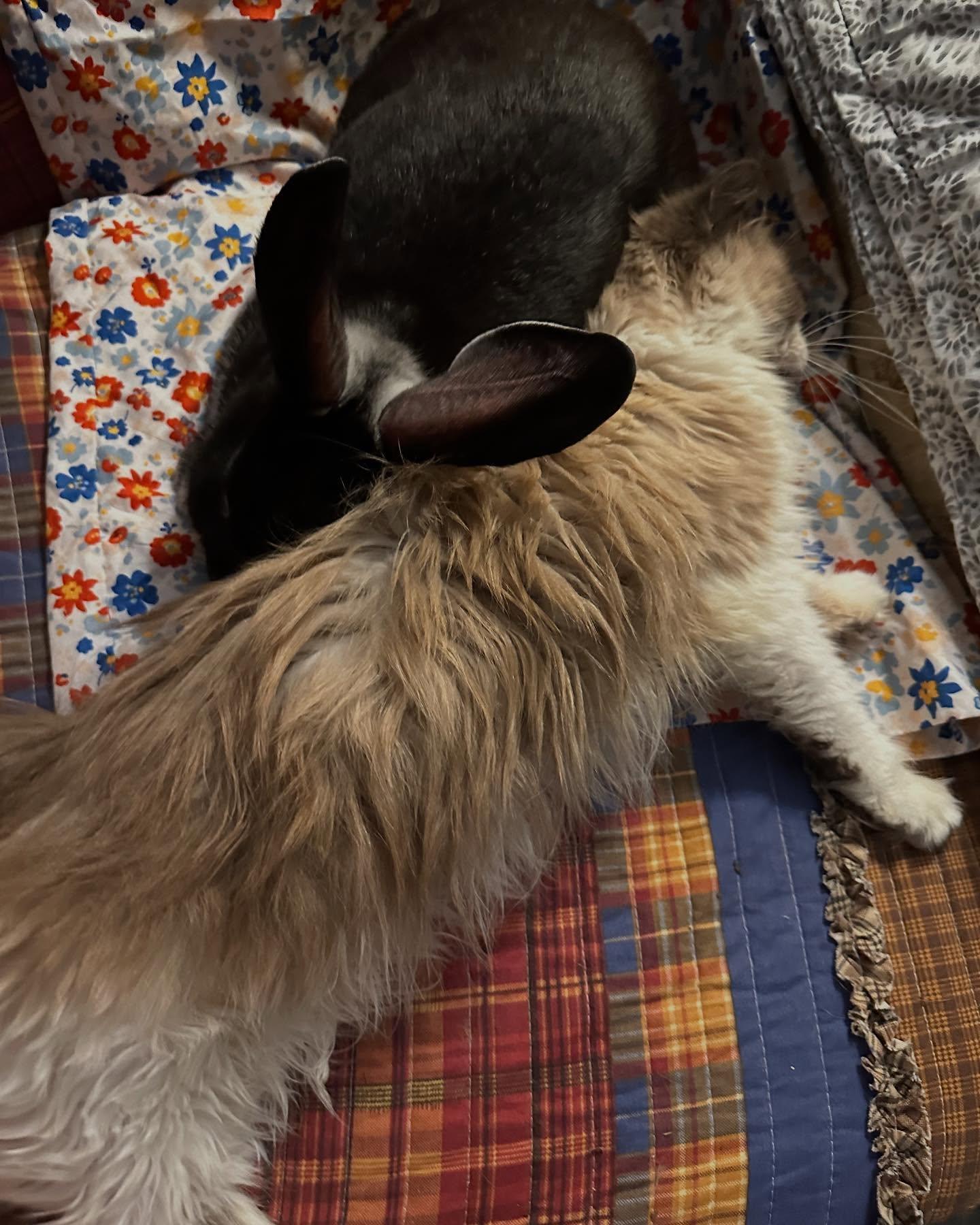 Enlarge Rigby, a Adoptable mixed breed in Portland, ME image 4/5