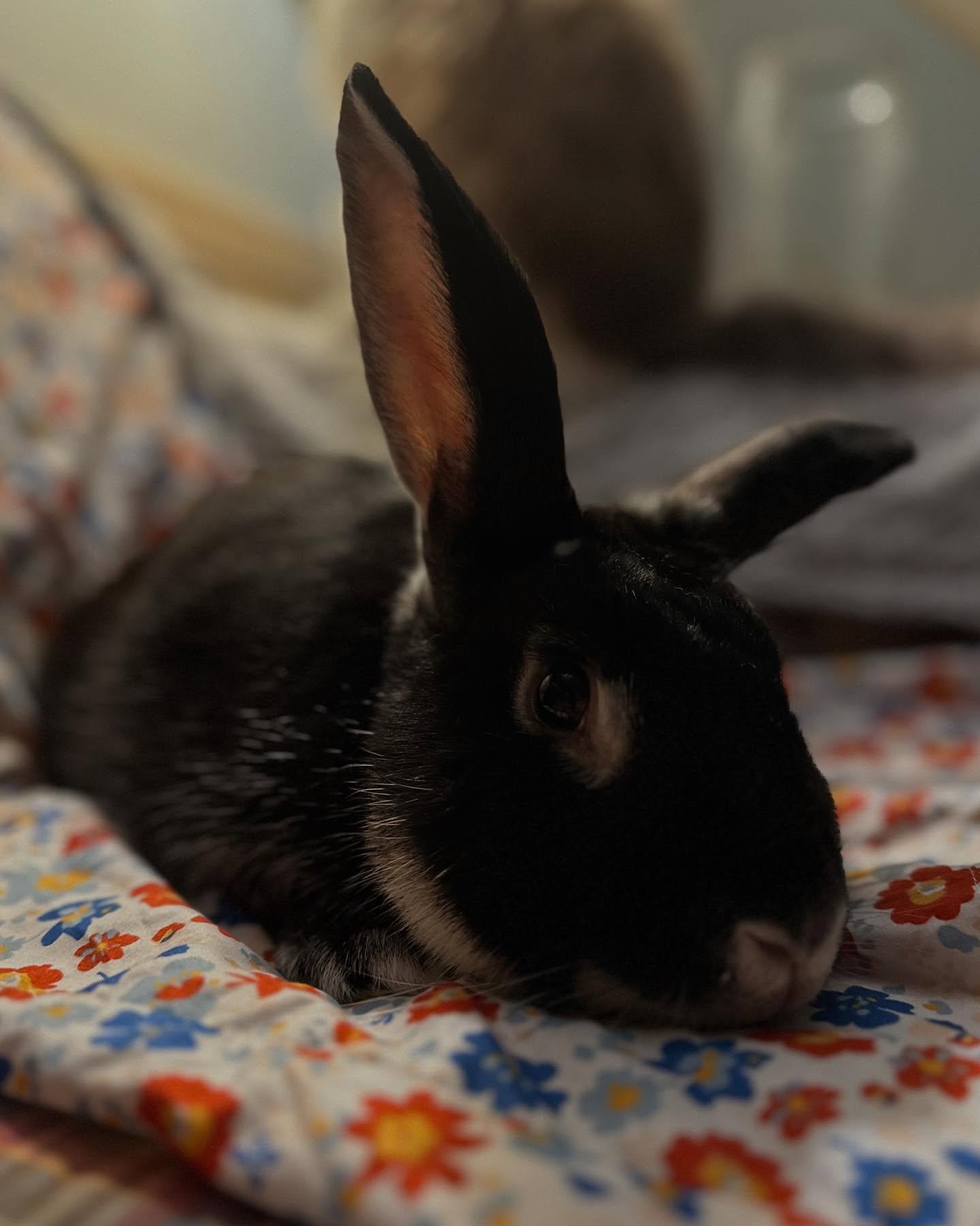 Enlarge Rigby, a Adoptable mixed breed in Portland, ME image 5/5