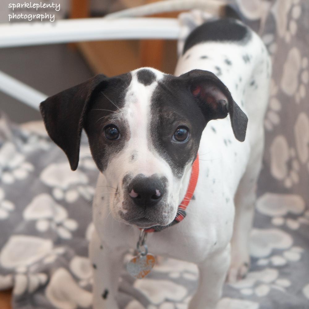 Sam, adoptable, Puppy Male Mixed Breed.