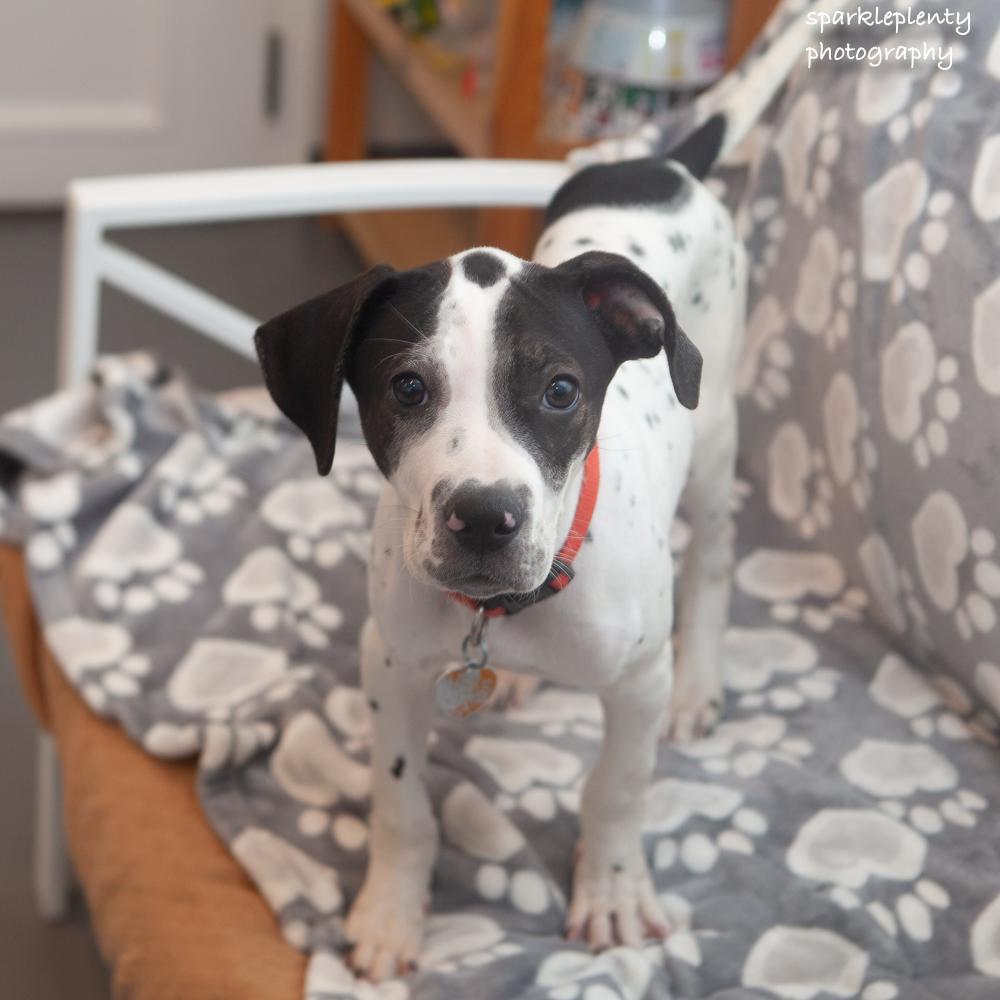 Enlarge Sam, an adoptable Mixed Breed in Ridgefield, CT image 2/4