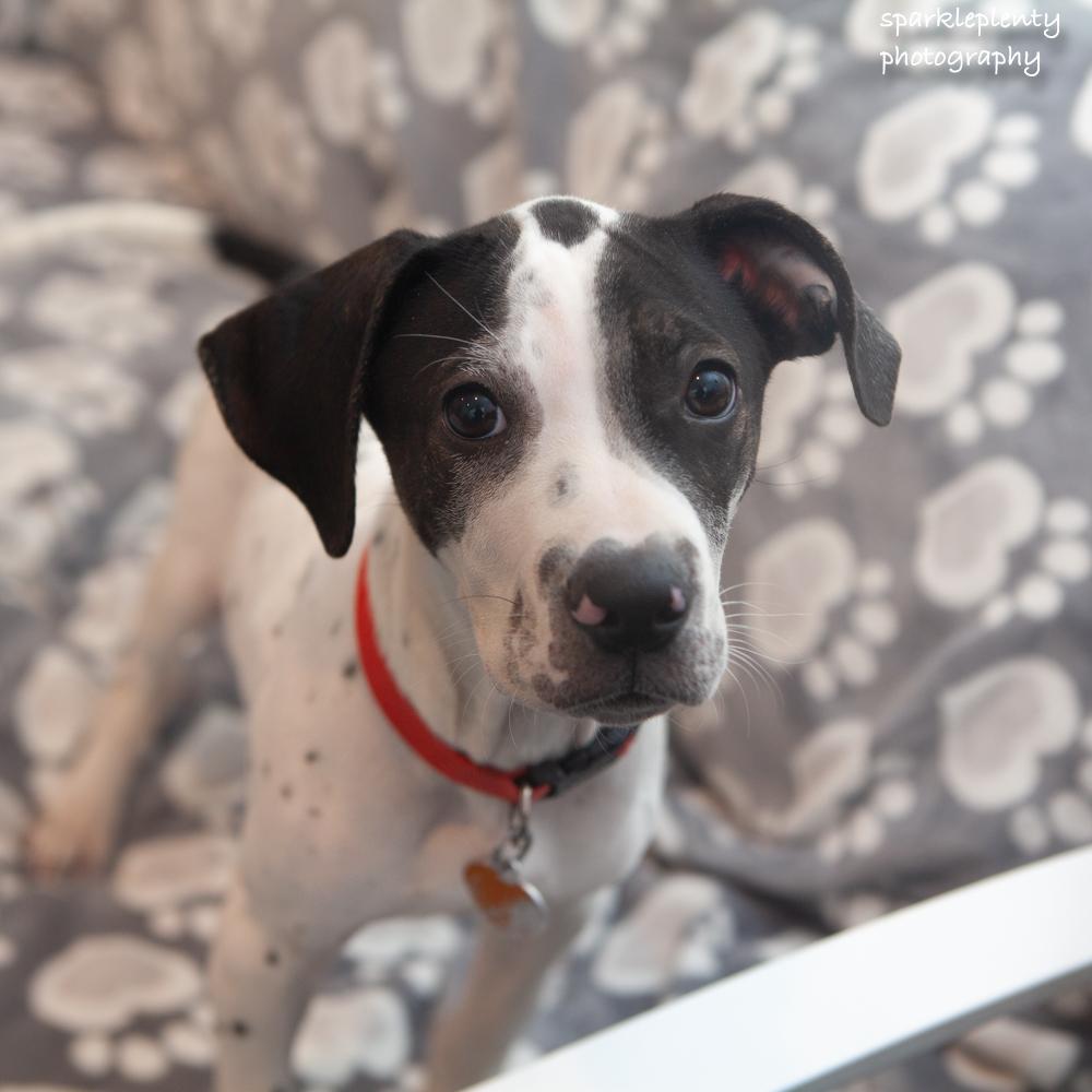 Enlarge Sam, an adoptable Mixed Breed in Ridgefield, CT image 3/4