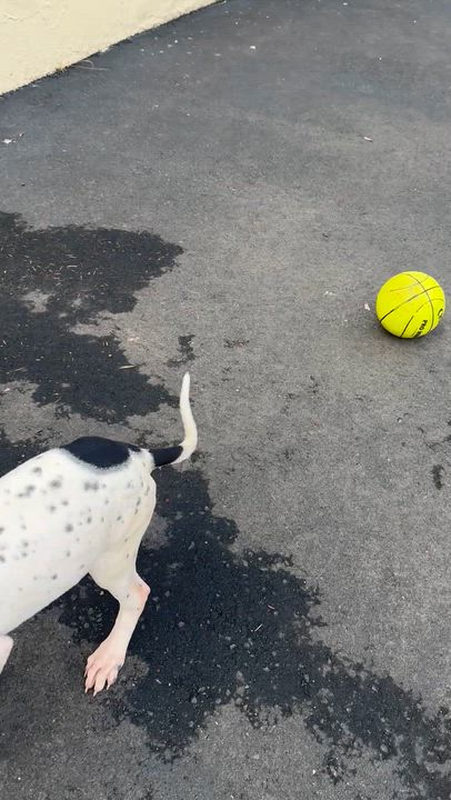 Enlarge Sam, an adoptable Mixed Breed in Ridgefield, CT video 4/4