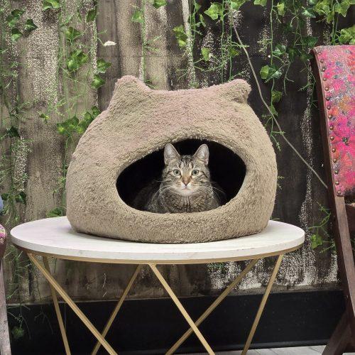 Earhart, Adoptable, Young Female Bengal & Tabby.