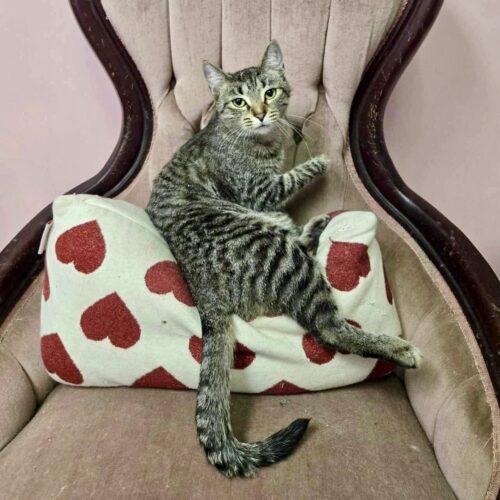 Enlarge Earhart, a Adoptable mixed breed in Knoxville, TN image 2/5