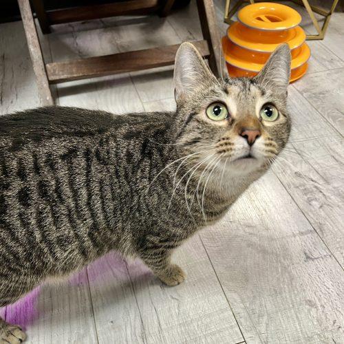 Enlarge Earhart, a Adoptable mixed breed in Knoxville, TN image 3/5