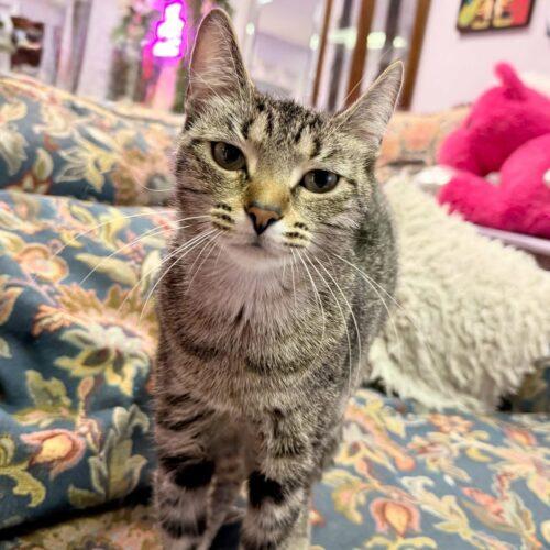 Enlarge Earhart, a Adoptable mixed breed in Knoxville, TN image 4/5