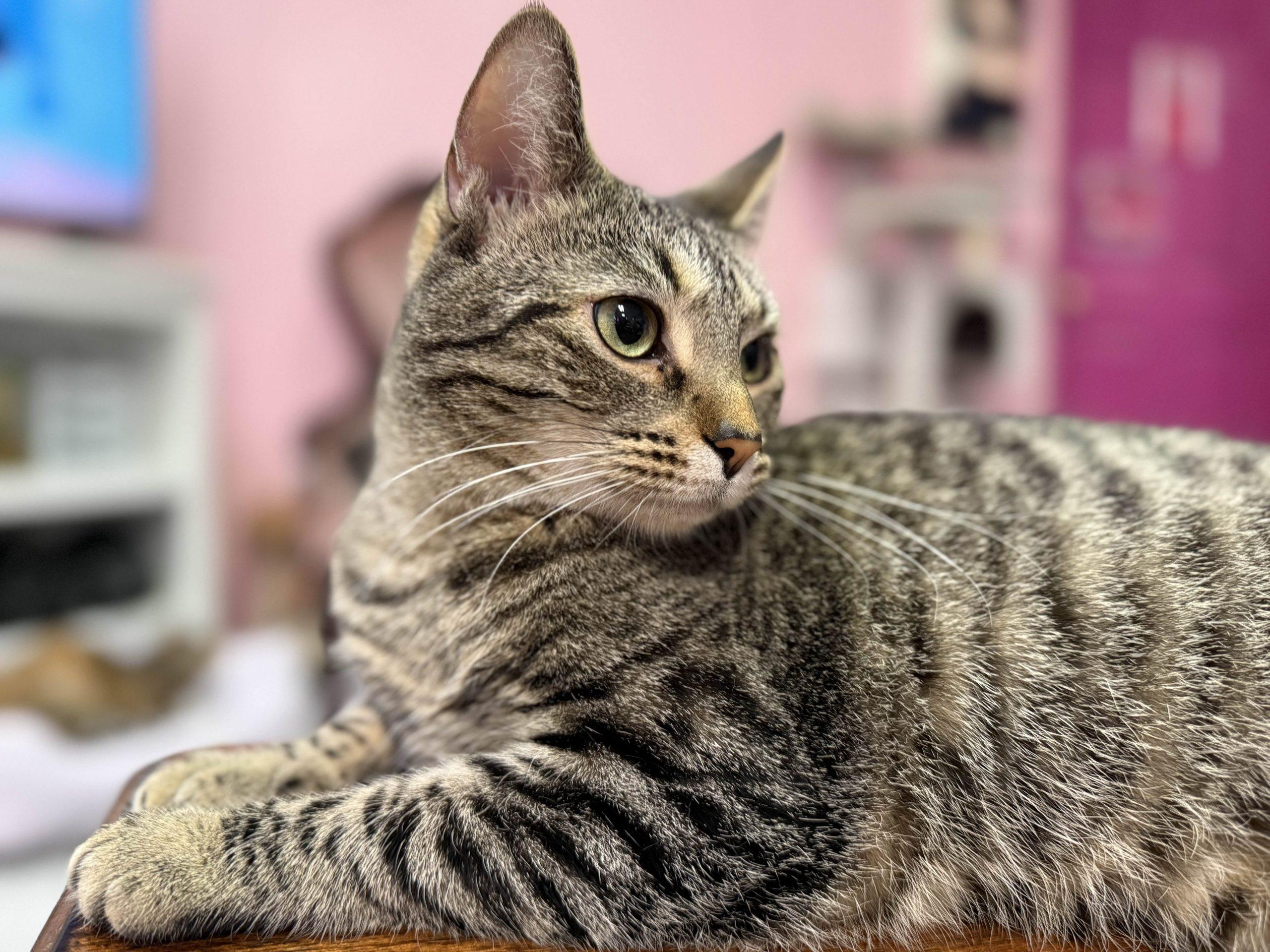 Enlarge Earhart, a Adoptable mixed breed in Knoxville, TN image 5/6