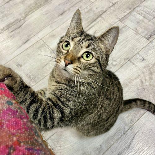 Enlarge Earhart, a Adoptable mixed breed in Knoxville, TN image 5/5