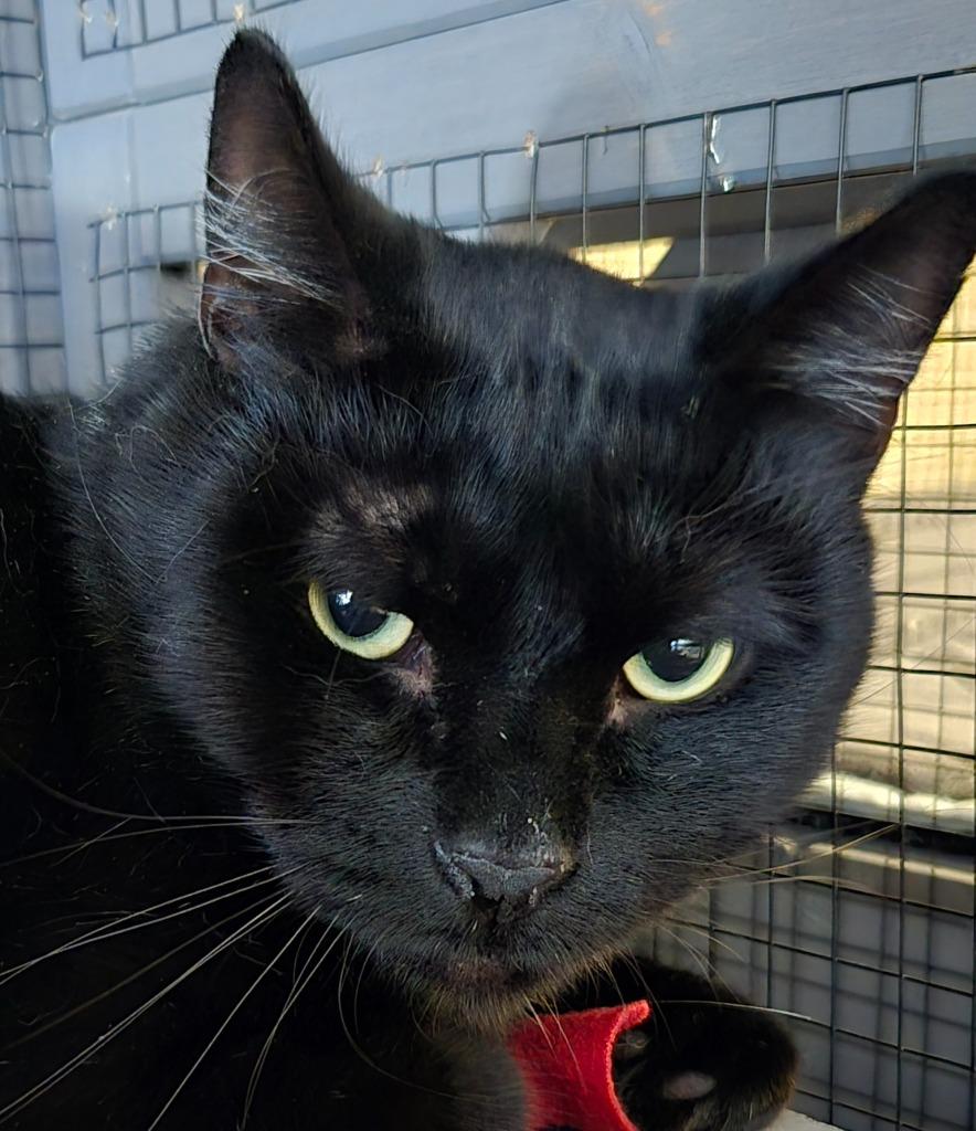 Sirius, Adoptable, Adult Male Domestic Short Hair.