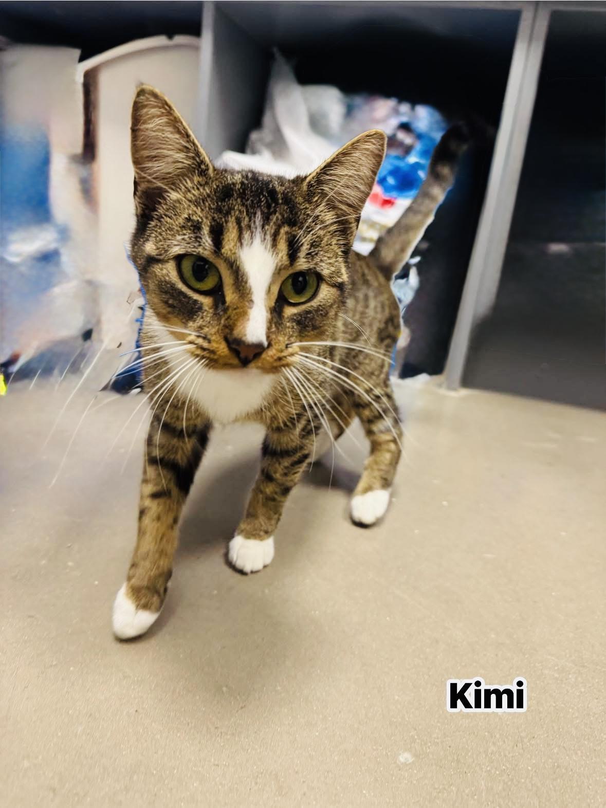 Kimi, a Adoptable Domestic Short Hair in Staten Island, NY image 1/4