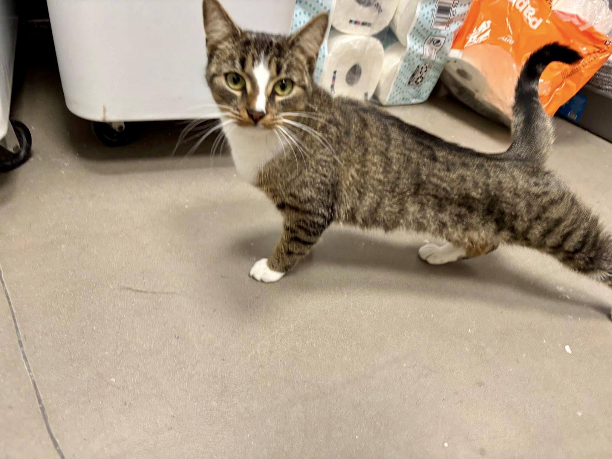 Kimi, a Adoptable Domestic Short Hair in Staten Island, NY image 2/4