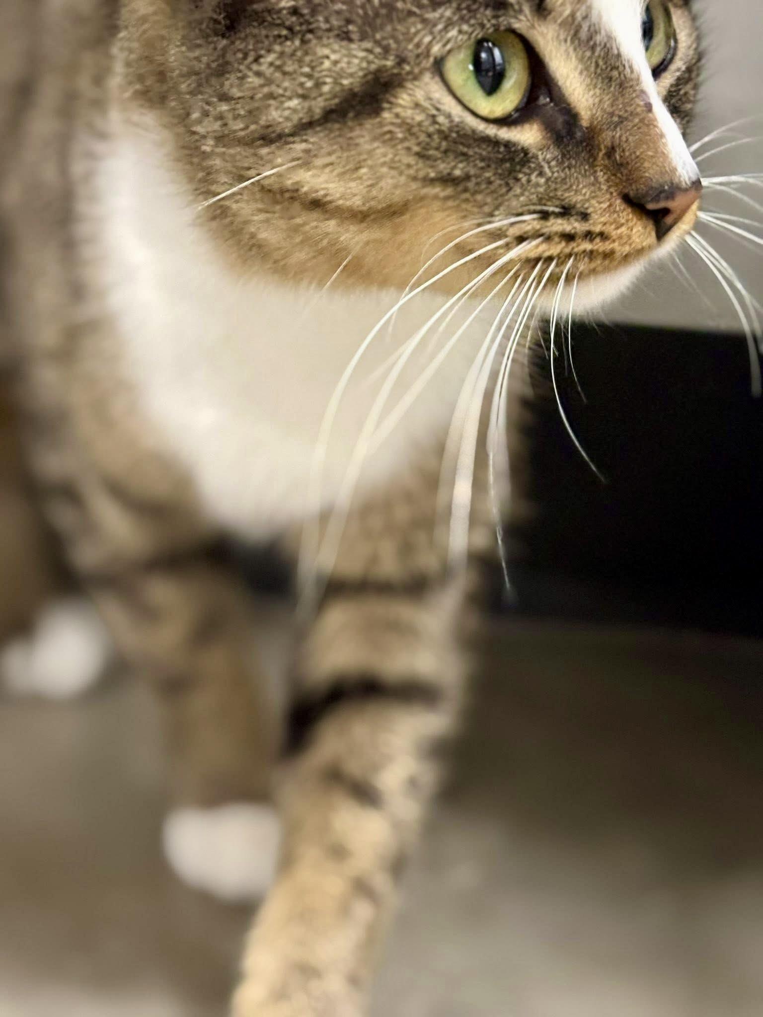 Kimi, a Adoptable Domestic Short Hair in Staten Island, NY image 3/4