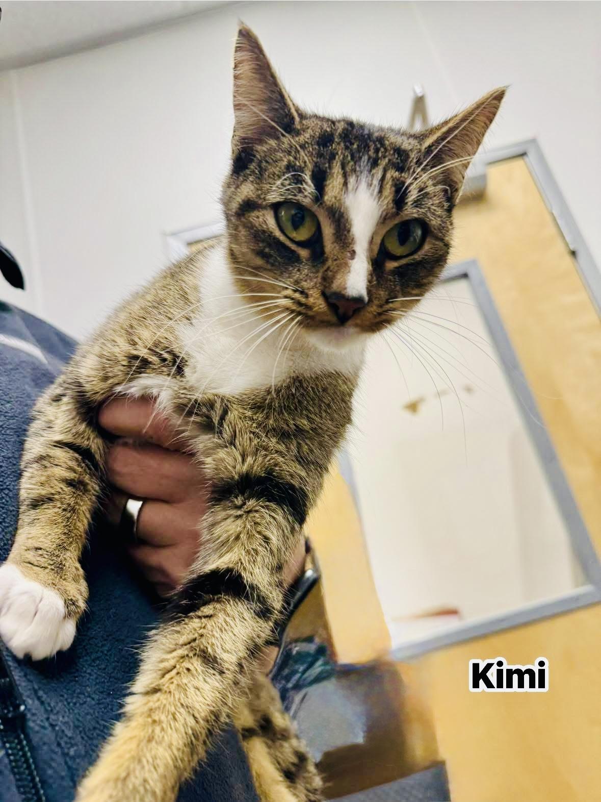 Kimi, a Adoptable Domestic Short Hair in Staten Island, NY image 4/4