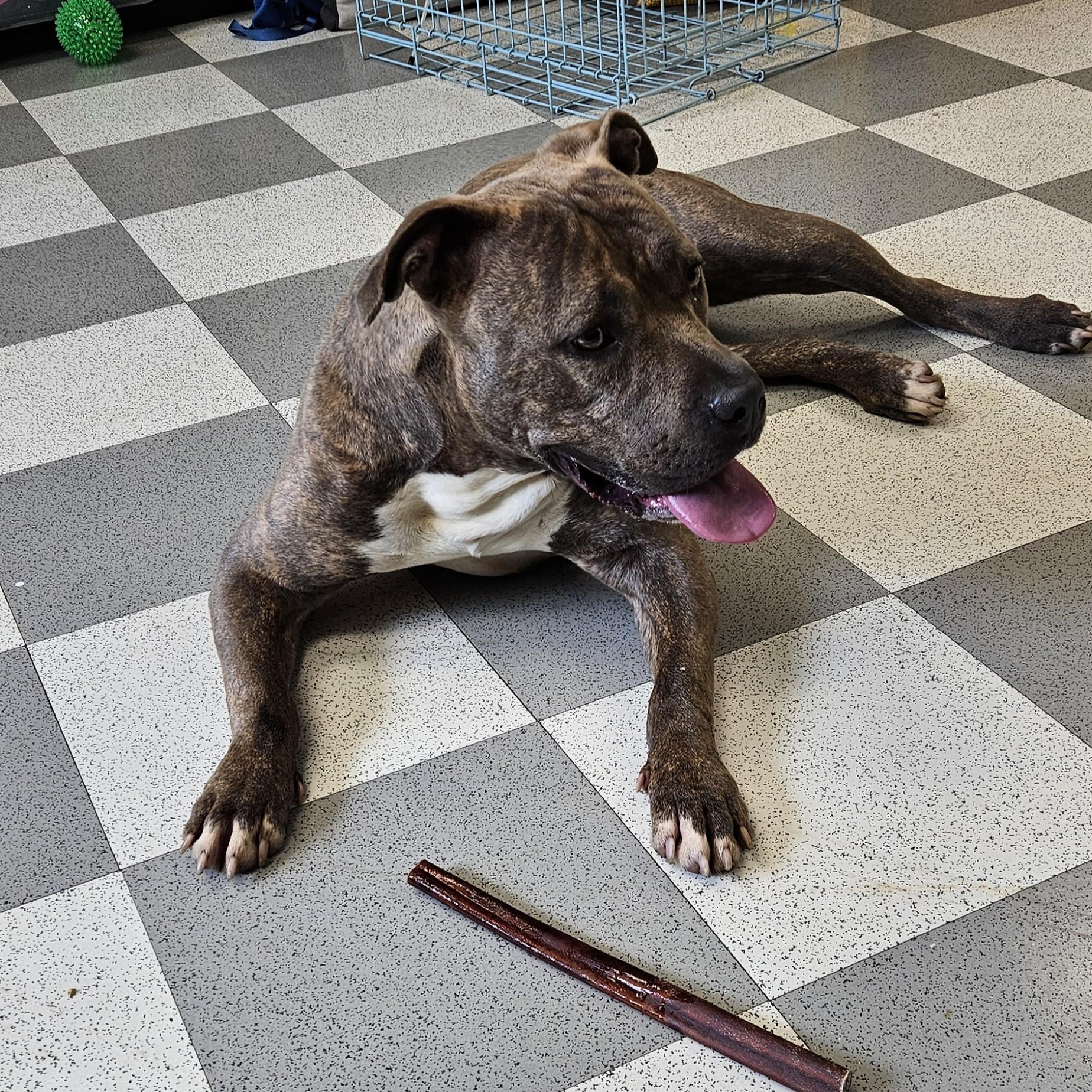 Delta, a ADOPTABLE mixed breed in Benton Harbor, MI image 1/5