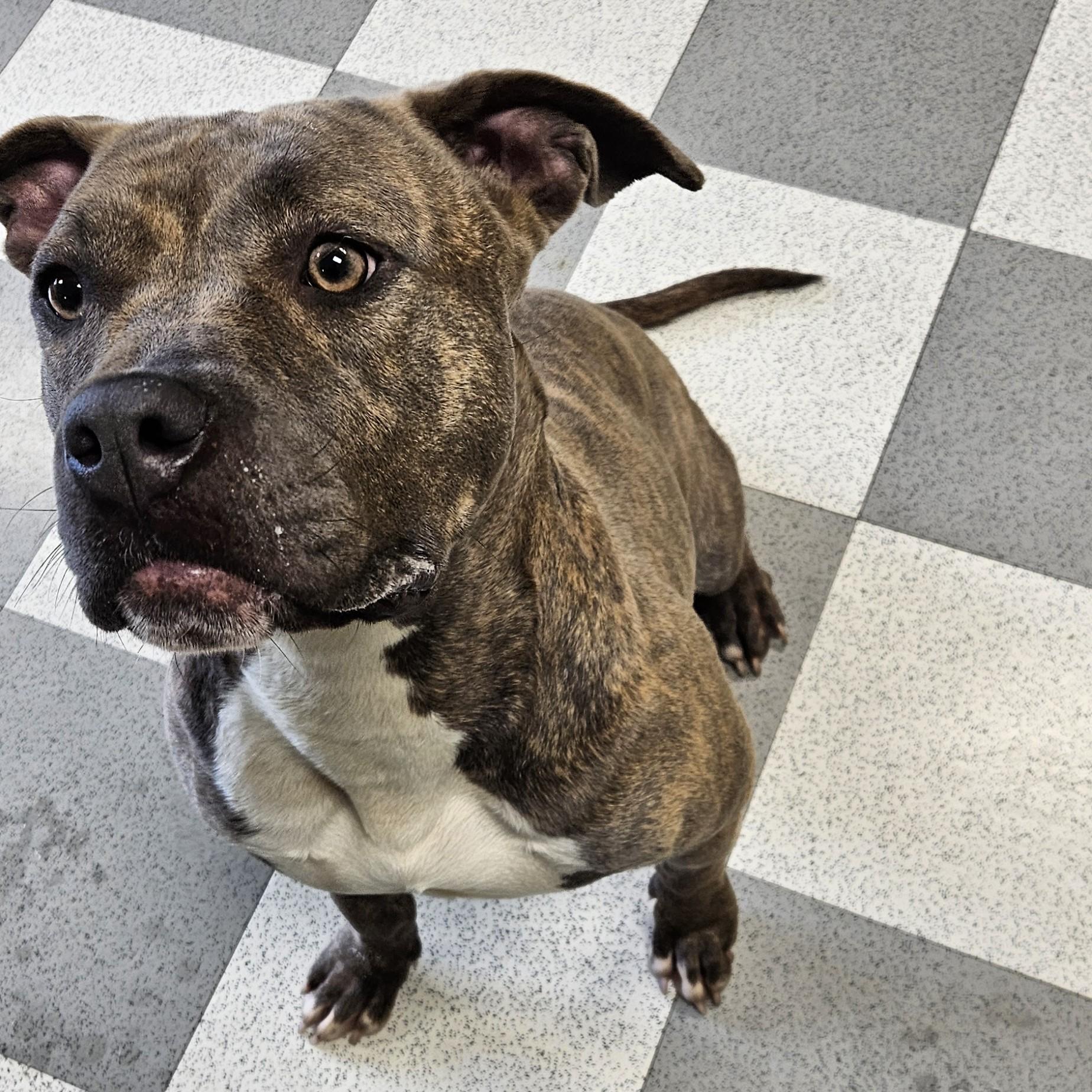 Delta, a ADOPTABLE mixed breed in Benton Harbor, MI image 3/5