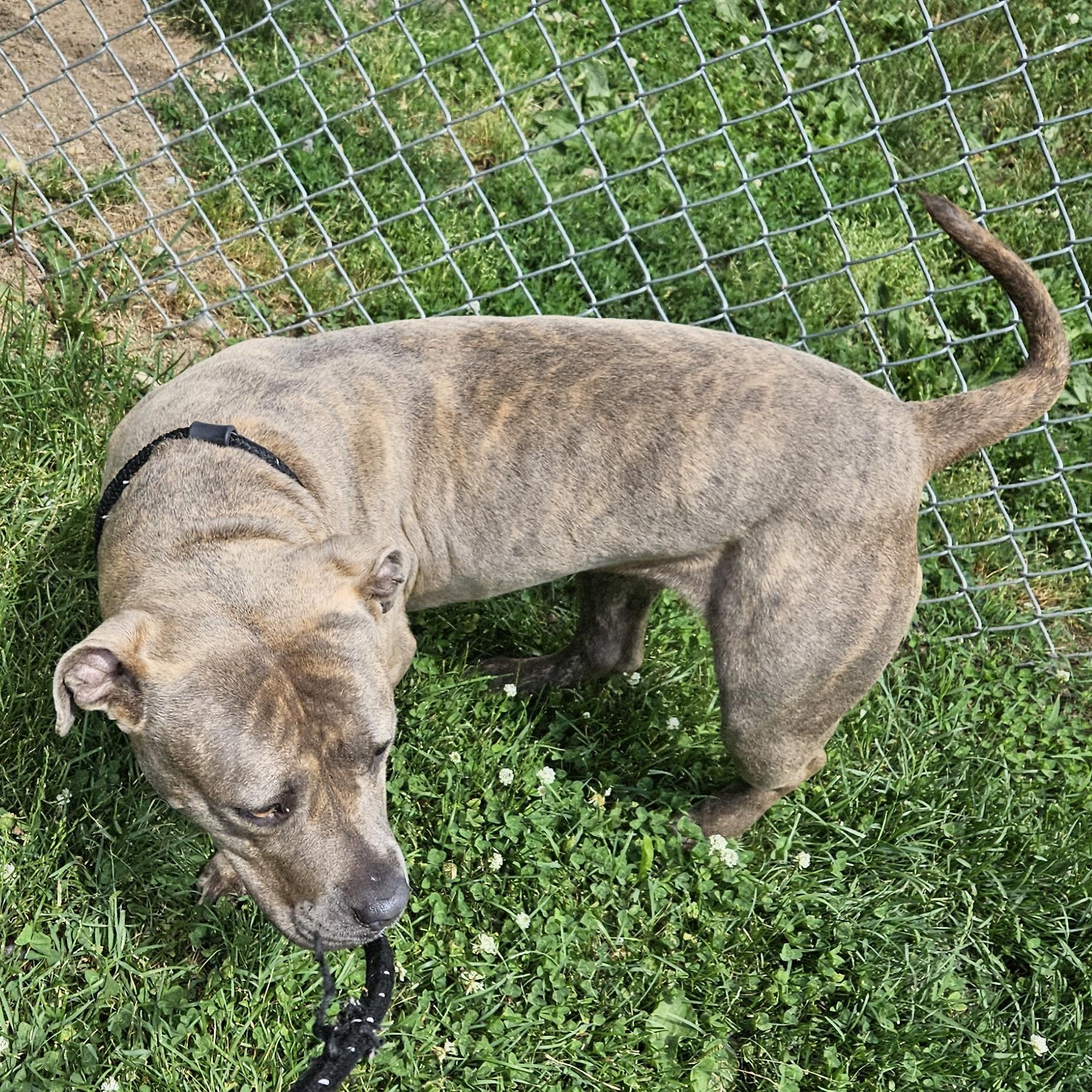 Delta, a ADOPTABLE mixed breed in Benton Harbor, MI image 5/5
