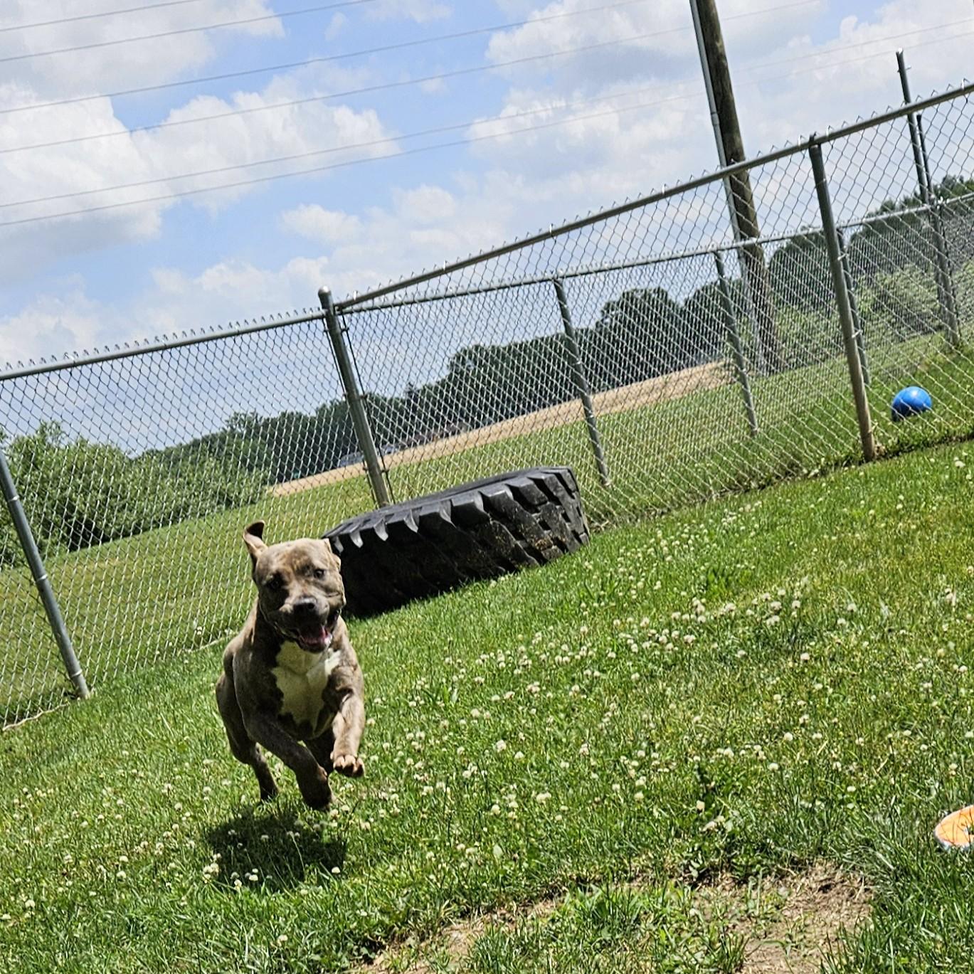 Delta, a ADOPTABLE mixed breed in Benton Harbor, MI image 4/5