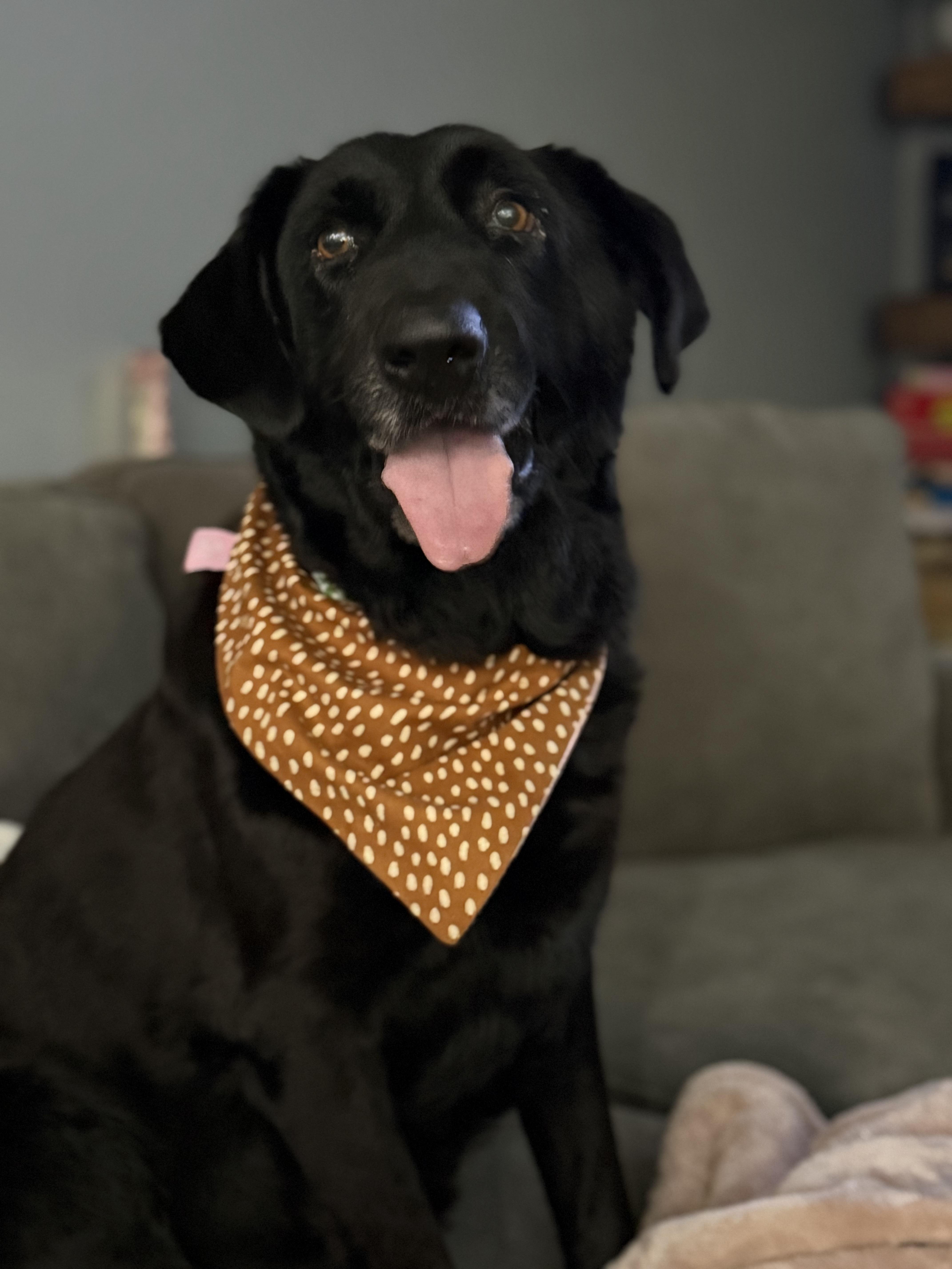 Jerry , adopted, Adult Male Black Labrador Retriever.