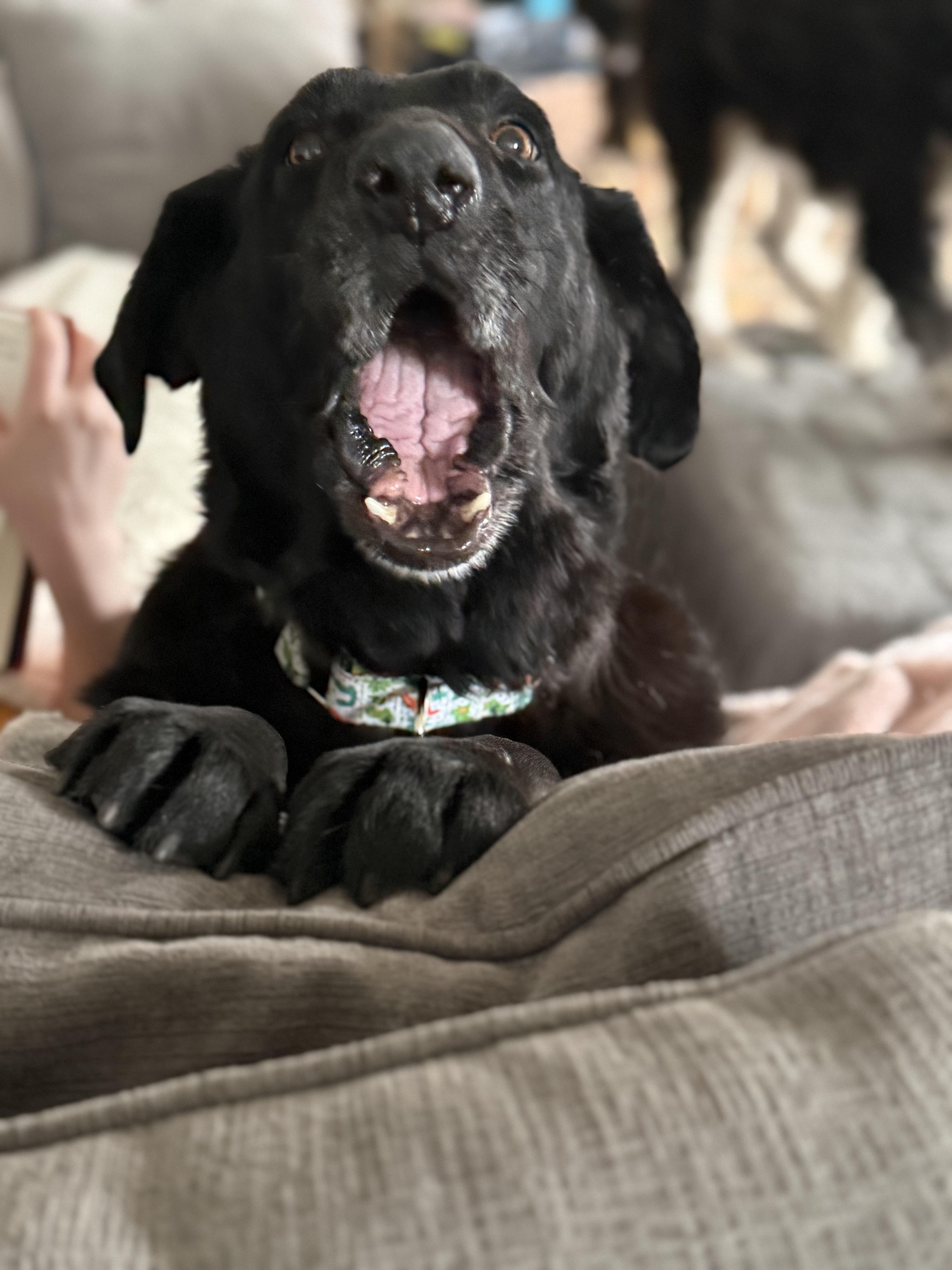 Jerry , an adopted mixed breed in Oswego, IL image 3/3