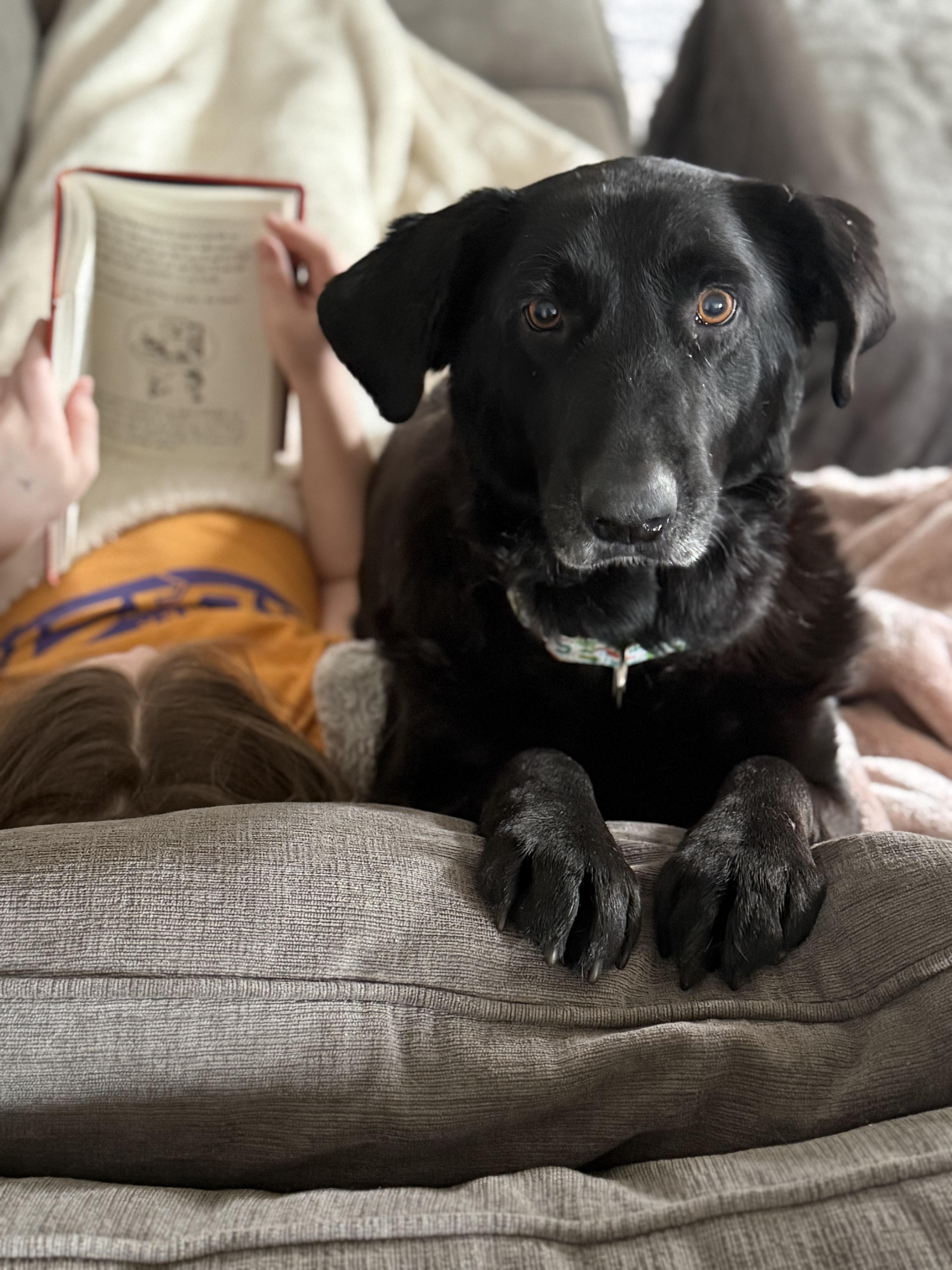 Jerry , an adopted mixed breed in Oswego, IL image 2/3