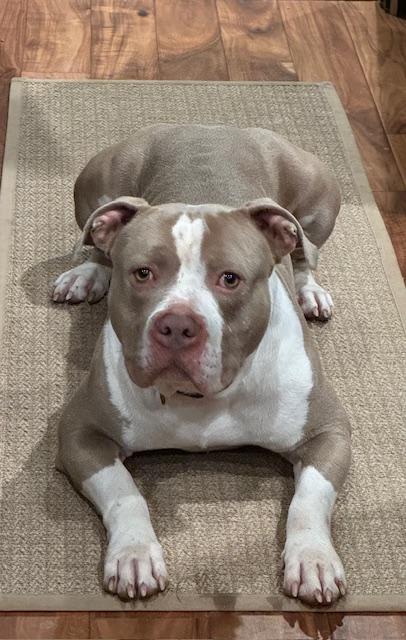 Callaway, a ADOPTABLE mixed breed in Warrenville, IL image 6/6