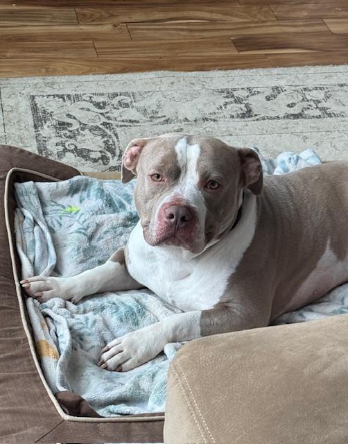 Callaway, a ADOPTABLE mixed breed in Warrenville, IL image 4/6