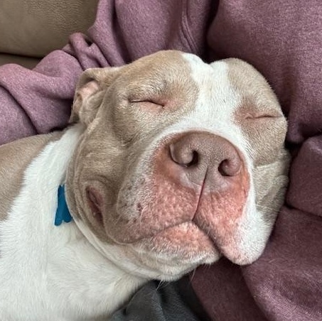 Callaway, ADOPTABLE, Adult Male American Bully & Pit Bull Terrier.