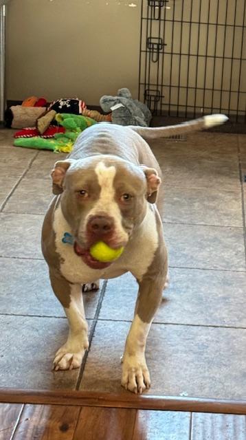 Callaway, a ADOPTABLE mixed breed in Warrenville, IL image 2/6