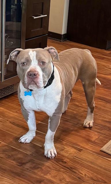 Callaway, a ADOPTABLE mixed breed in Warrenville, IL image 3/6