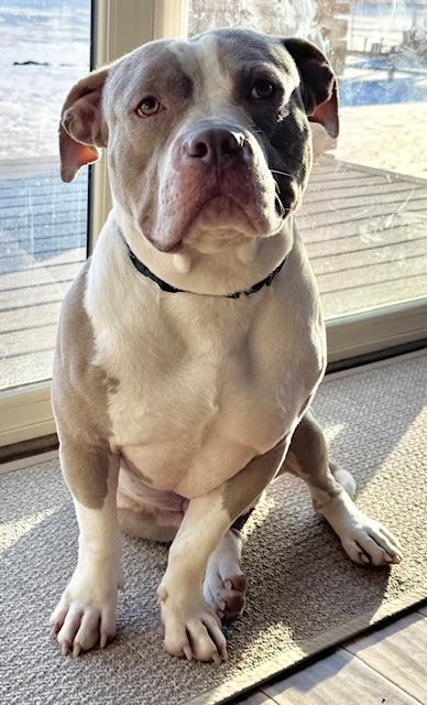 Callaway, a ADOPTABLE mixed breed in Warrenville, IL image 5/6