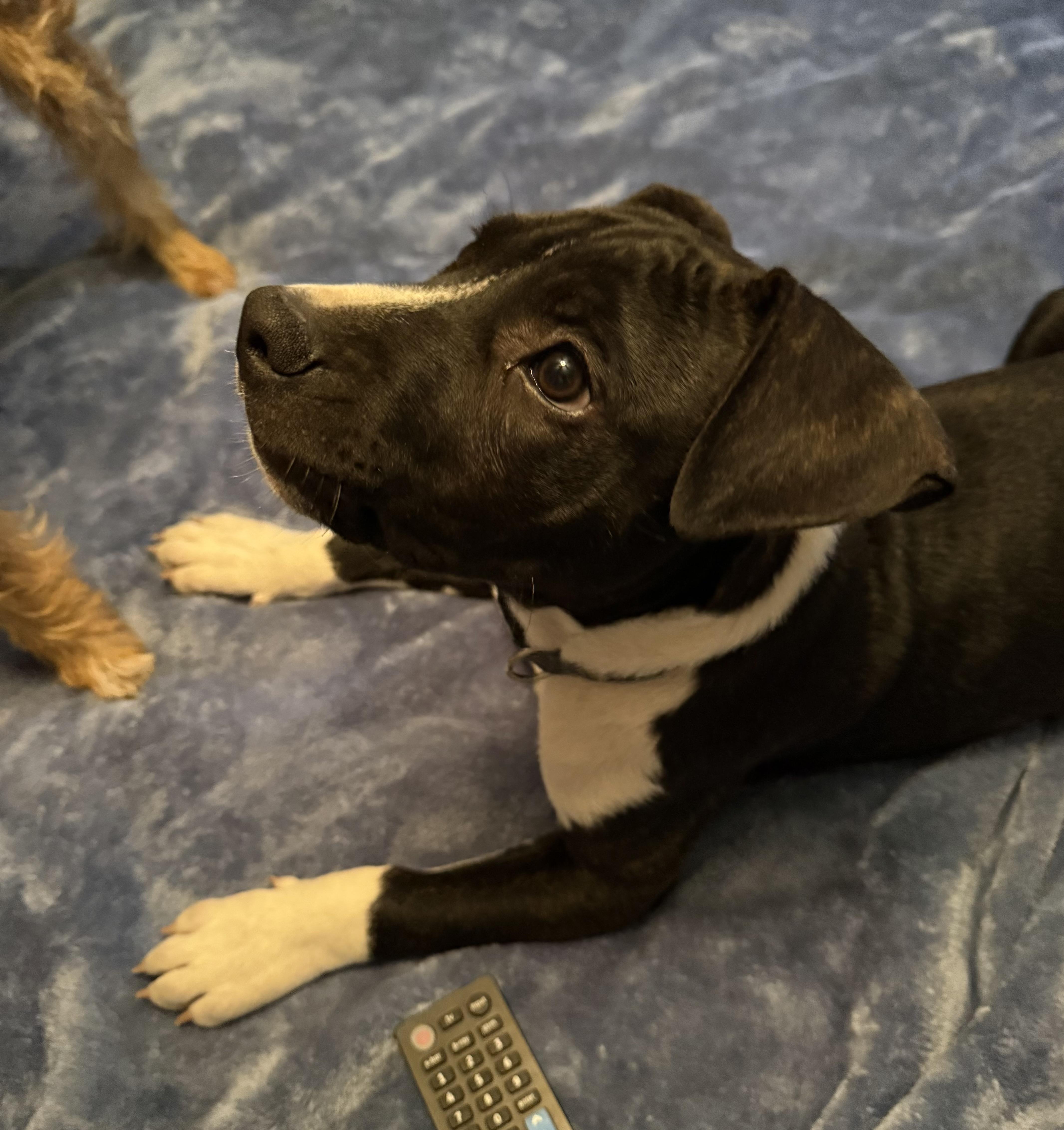 Enlarge Piglet, an adopted Mixed Breed in Myrtle Beach, SC image 1/2