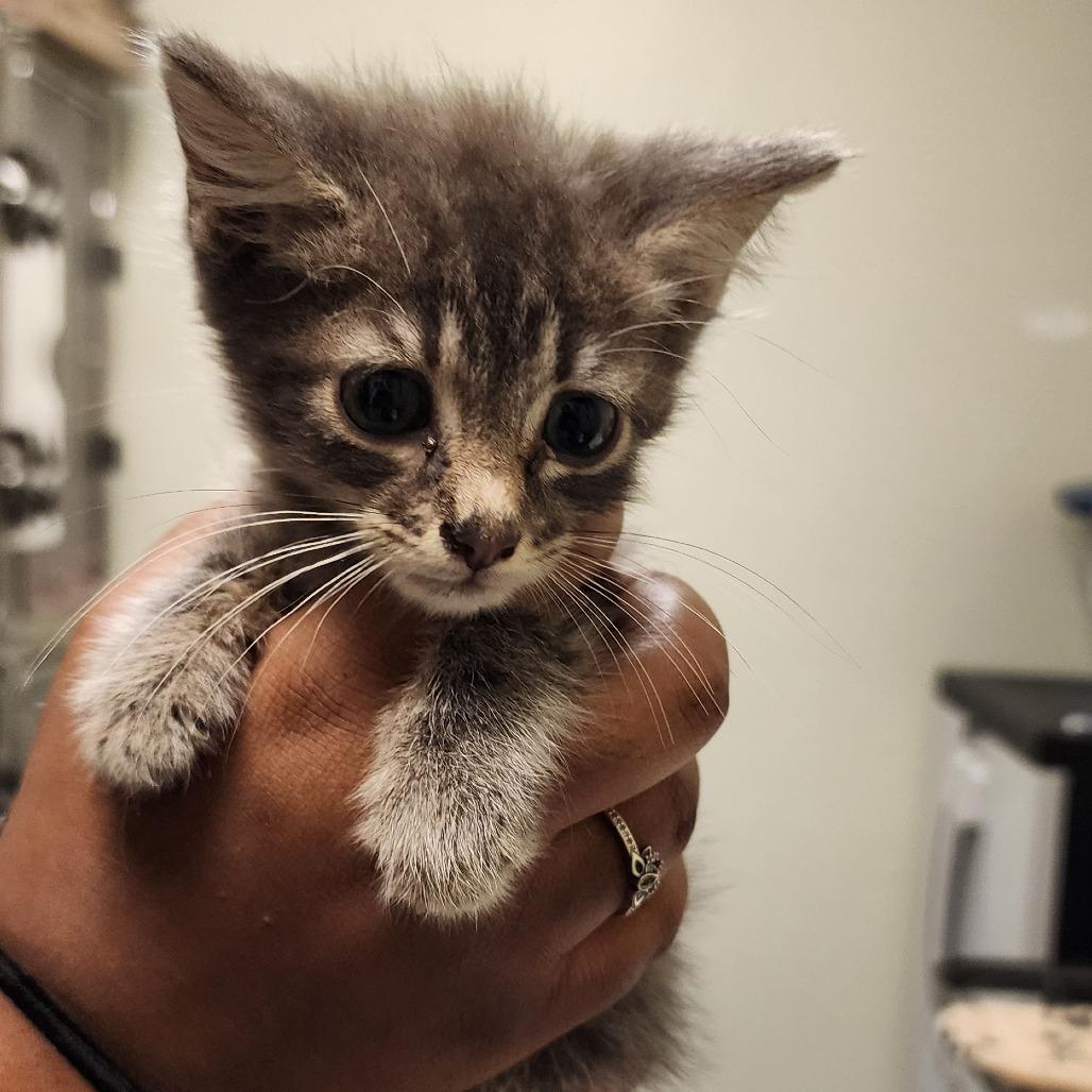 Marley, Adoptable, Kitten Male Domestic Short Hair.