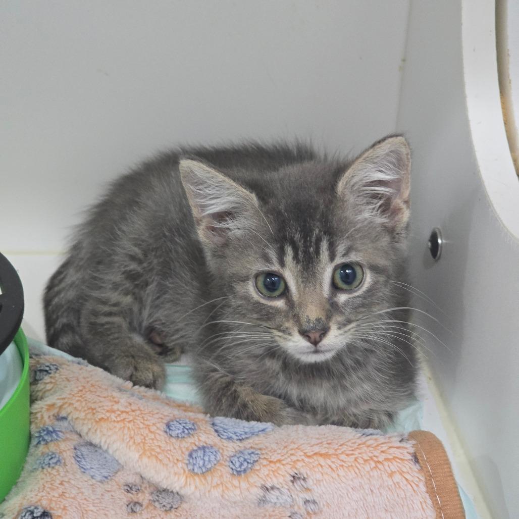 Enlarge Marley, a Adoptable Domestic Short Hair in Elizabeth City, NC image 2/2
