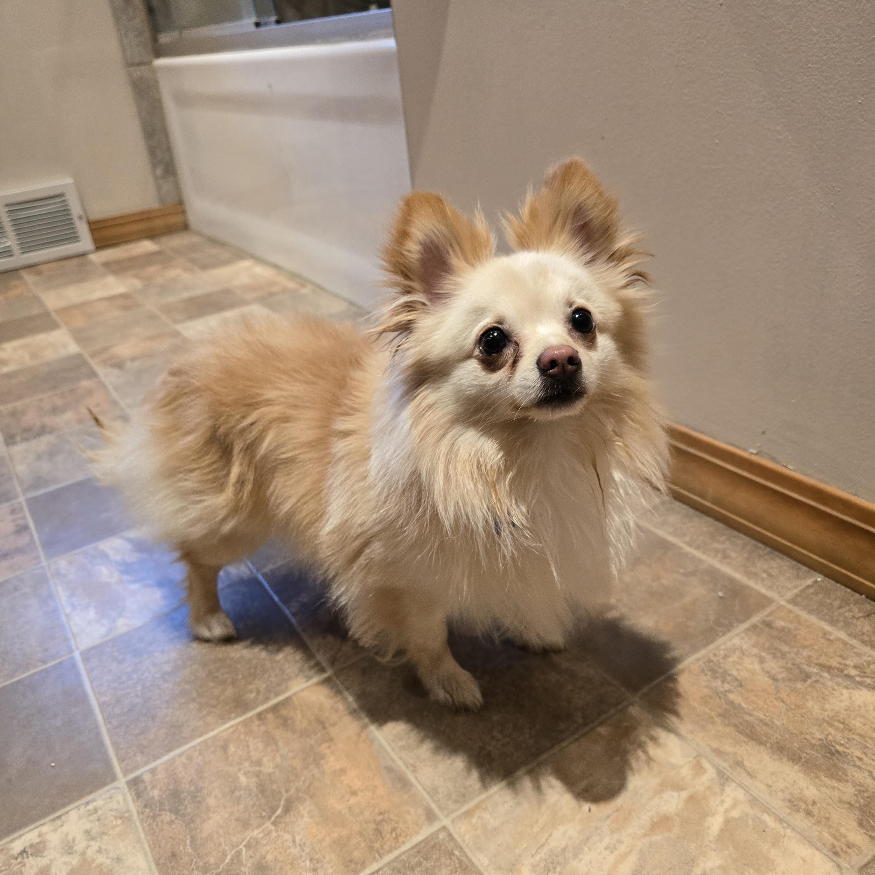 Enlarge Colt-*adopted *, an adopted Pomeranian in Jamestown, ND image 1/4
