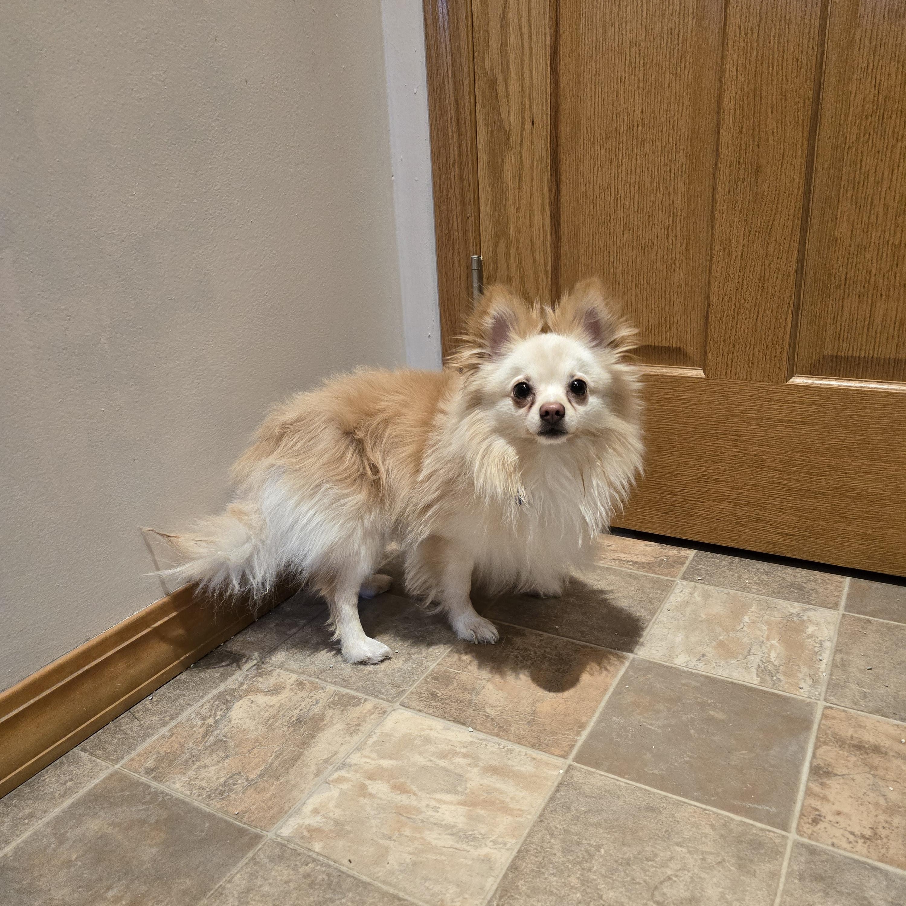 Enlarge Colt-*adopted *, an adopted Pomeranian in Jamestown, ND image 4/4